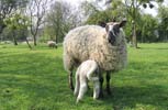 Ewe and her lamb